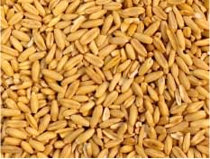 Линия подготовки ячменя и пшеницы