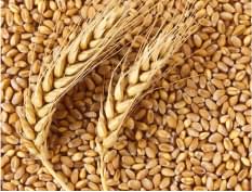 Линия подготовки ячменя и пшеницы
